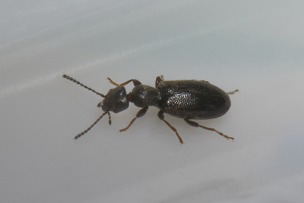 Anthicus niger?No. Microhoria plumbea plumbea (Anthicidae)